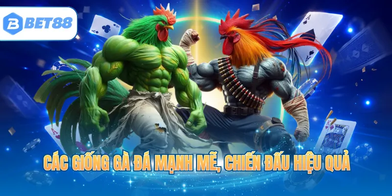 Các giống gà đá mạnh mẽ, chiến đấu hiệu quả